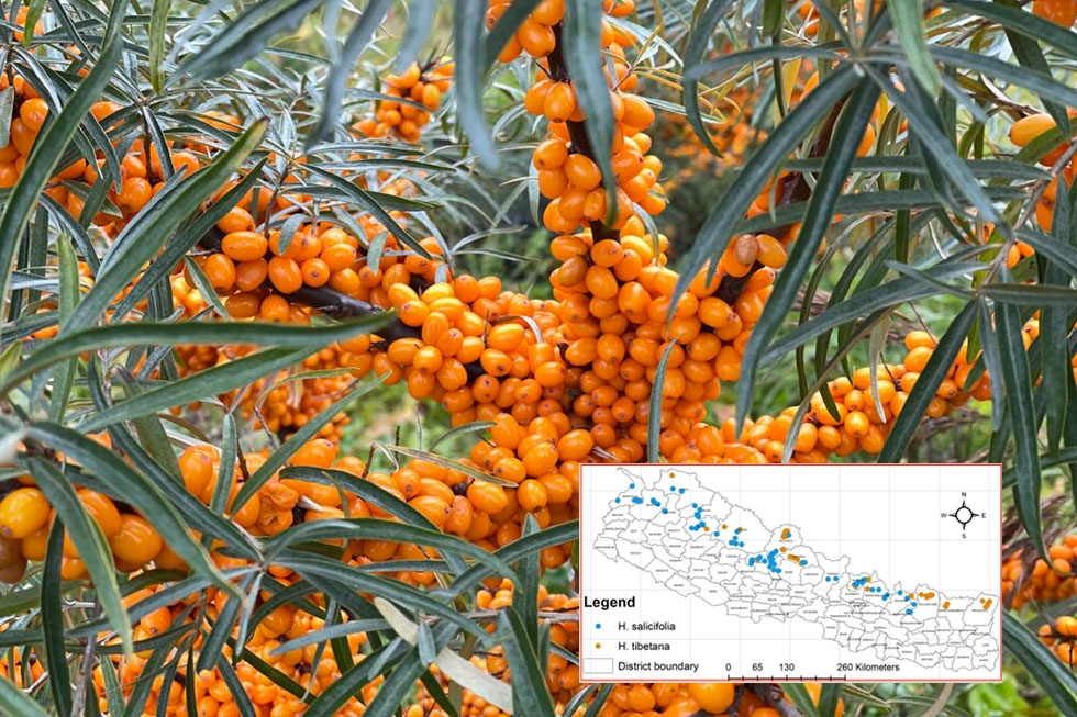 Conservation of Seabuckthorn